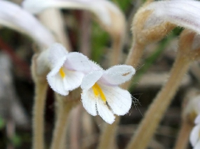 Orobanche uniflora