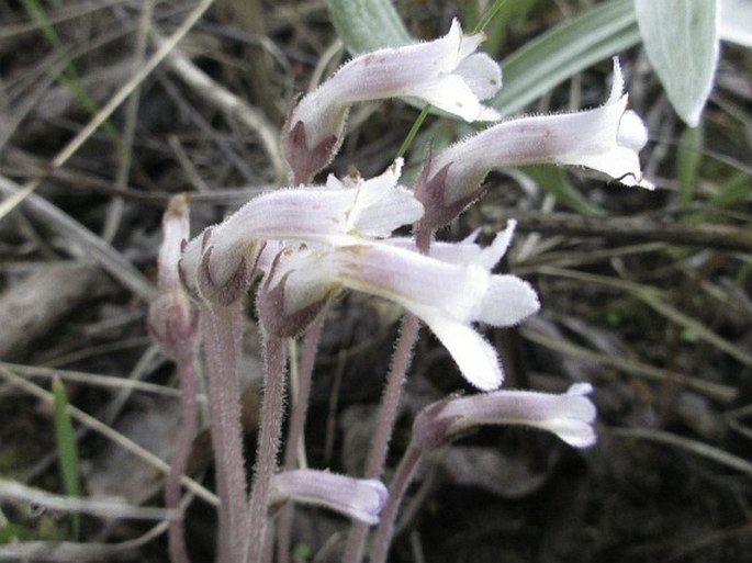 Orobanche uniflora