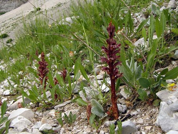 Orobanche baumanniorum