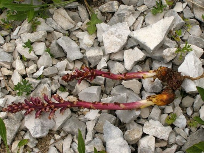 Orobanche baumanniorum