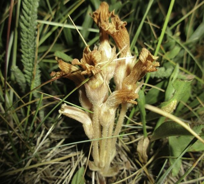 Orobanche fasciculata