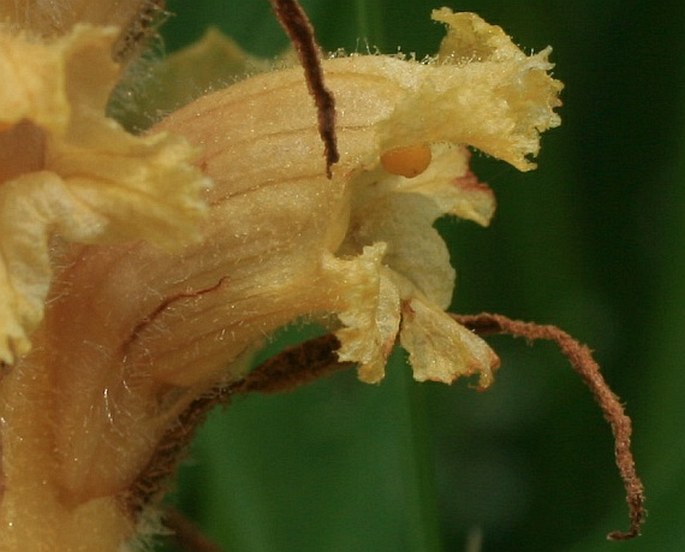 Orobanche elatior