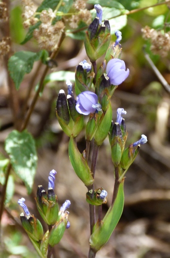 Orthrosanthus chimboracensis