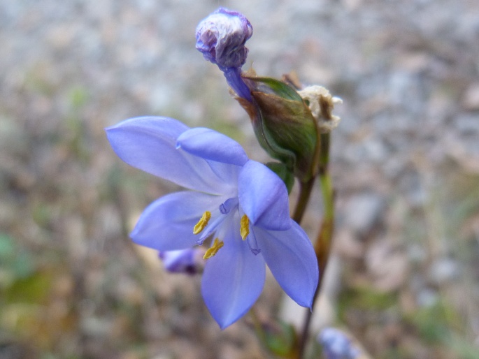 Orthrosanthus chimboracensis