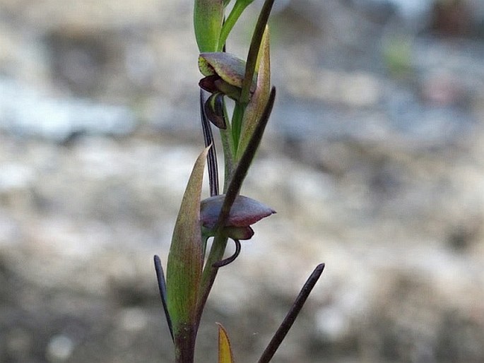 ORTHOCERAS STRICTUM R. Br.