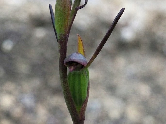 Orthoceras strictum