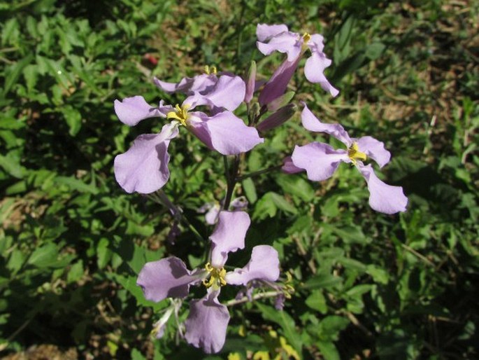 ORYCHOPHRAGMUS VIOLACEUS (L.) O. E. Schulz - řimducha