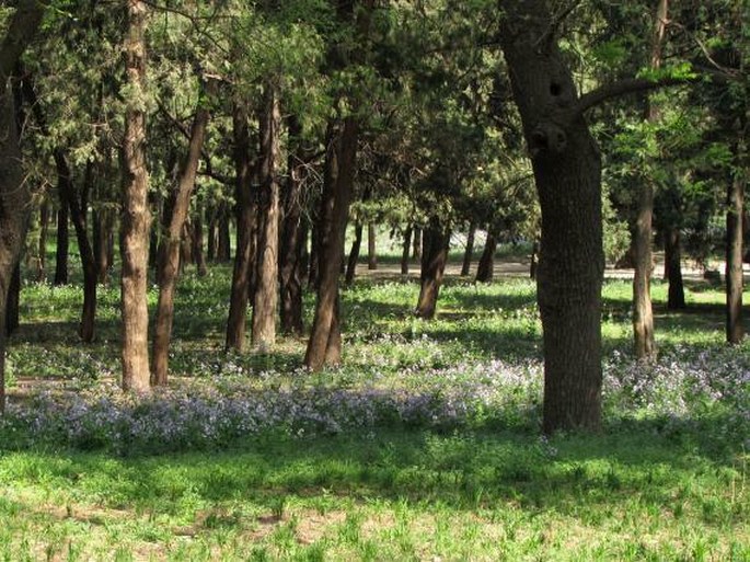 Orychophragmus violaceus