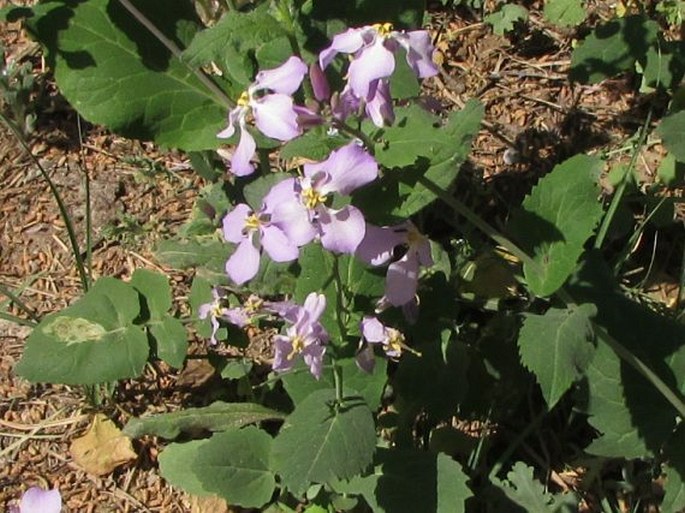 Orychophragmus violaceus