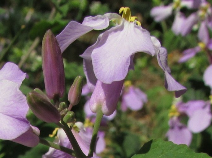 Orychophragmus violaceus