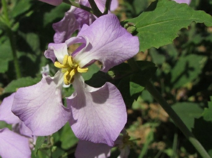 Orychophragmus violaceus