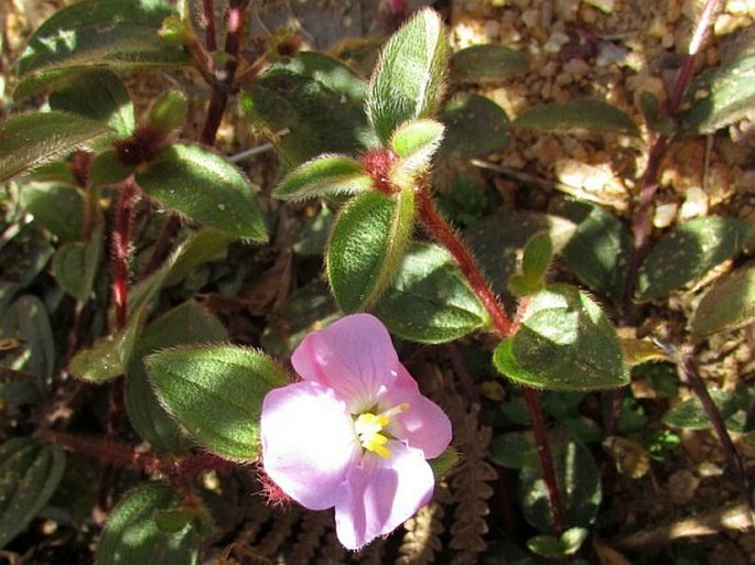 Osbeckia parvifolia