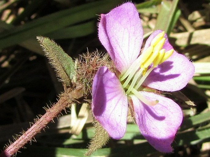 Osbeckia parvifolia