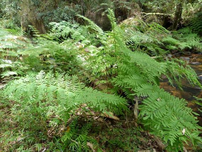 Osmunda regalis var. obtusifolia