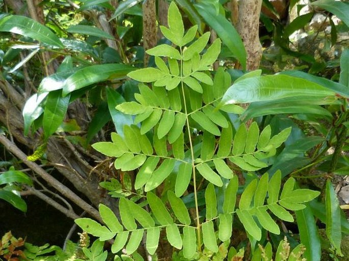 Osmunda regalis var. obtusifolia