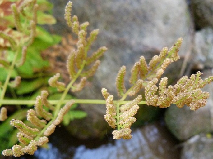 Osmunda regalis var. obtusifolia