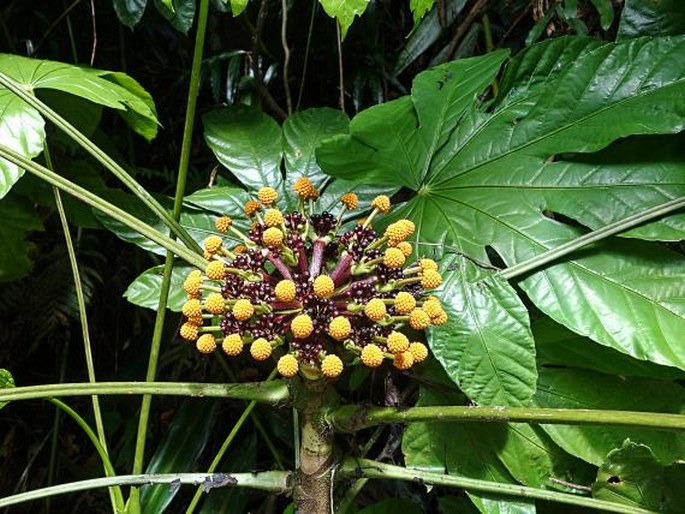 OSMOXYLON TRUNCATUM (Kaneh.) Fosberg et Sachet