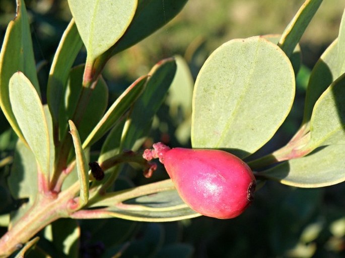 Osyris compressa