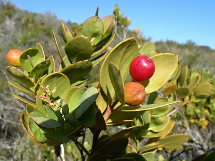 Osyris compressa