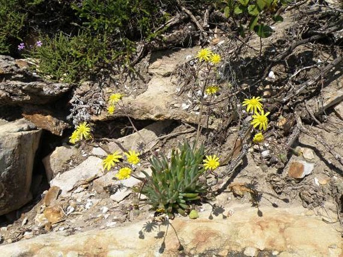 Othonna carnosa