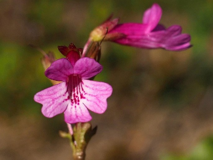 OURISIA ALPINA Poepp. et Endl.