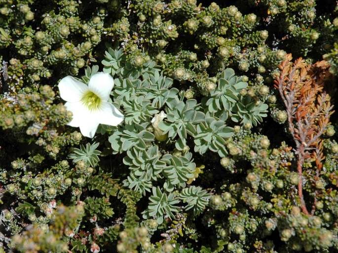 Oxalis enneaphylla