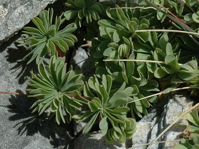 Oxalis enneaphylla