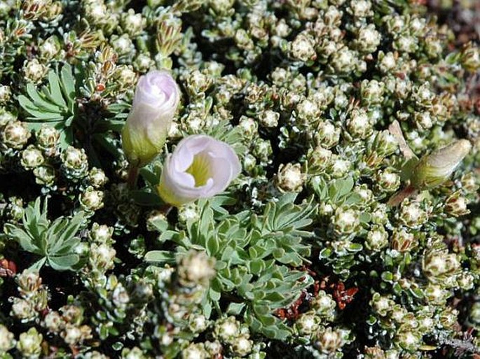 Oxalis enneaphylla