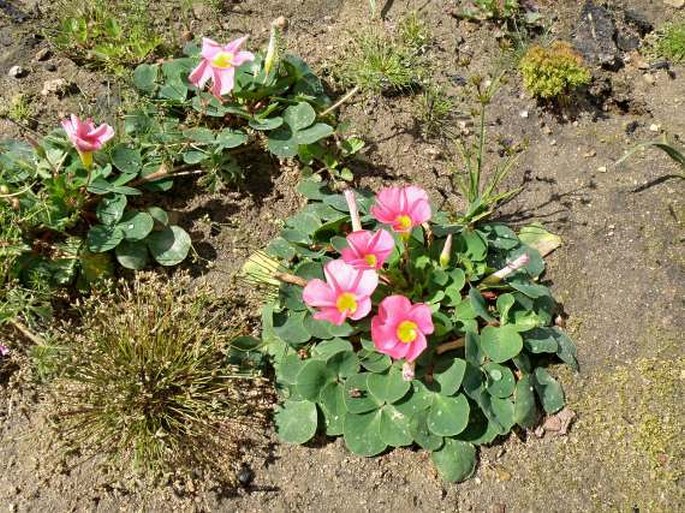 Oxalis purpurea