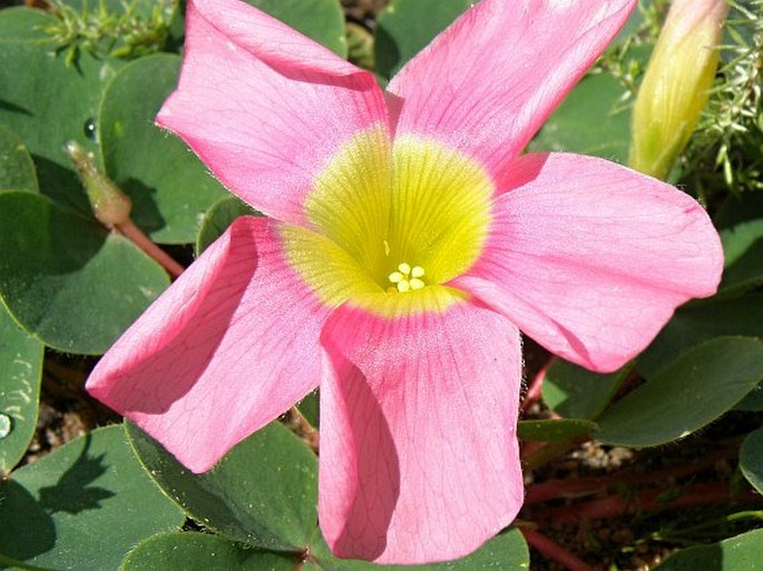 Oxalis purpurea