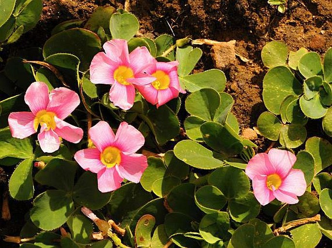 Oxalis purpurea