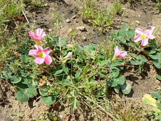 Oxalis purpurea