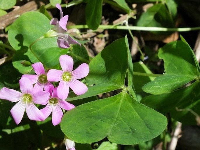 Oxalis violacea