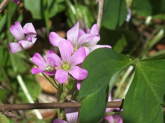 Oxalis violacea