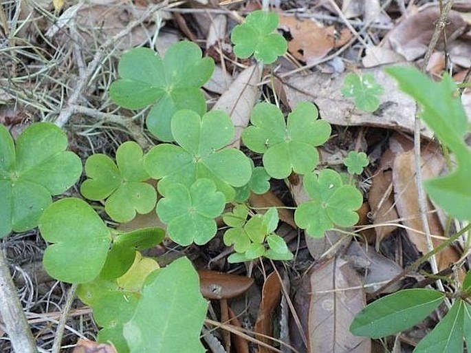 Oxalis violacea