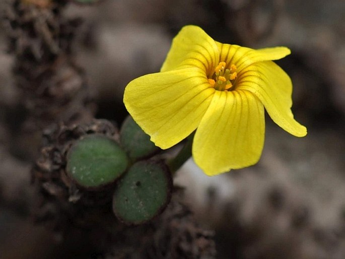 OXALIS MEGALORRHIZA Jacq. - šťavel / kyslička