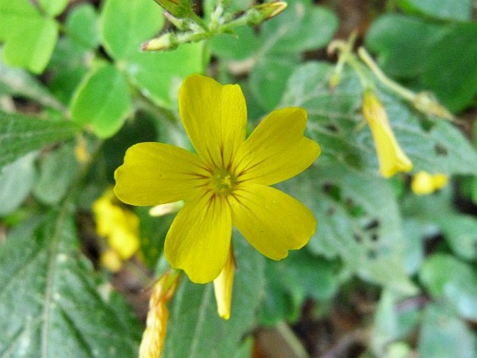 Oxalis spiralis