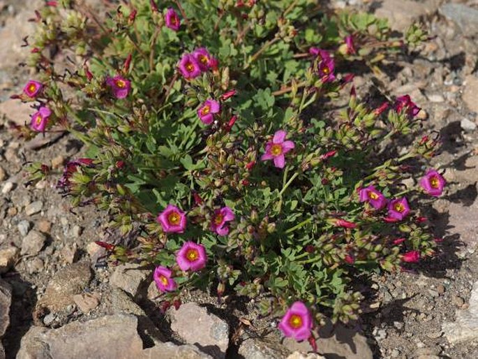 OXALIS SQUAMATA Zucc. - šťavel / kyslička