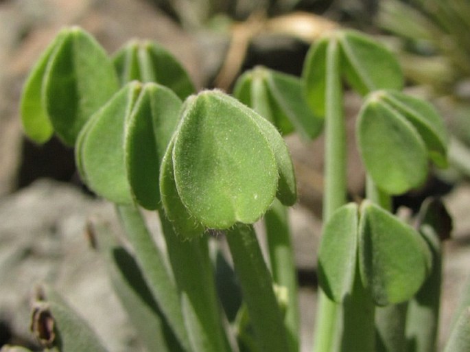 Oxalis teneriensis