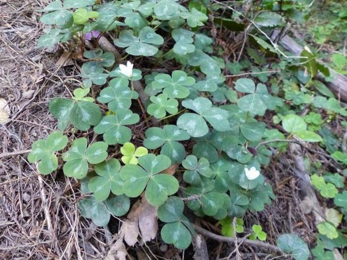 Oxalis oregana