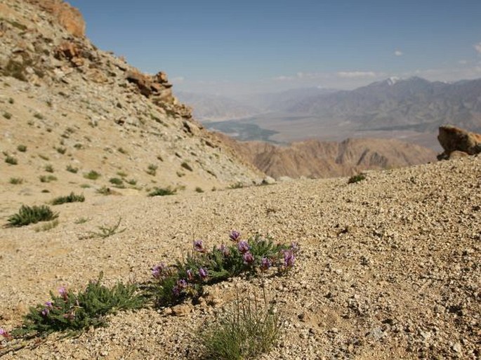 Oxytropis microphylla