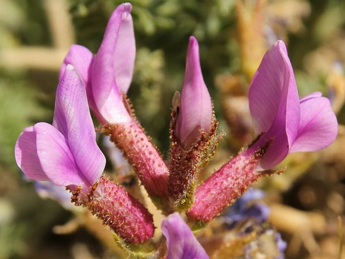 Oxytropis microphylla