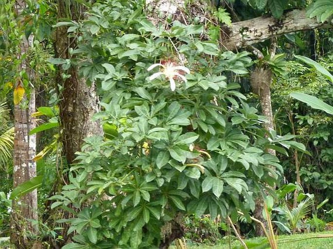 Pachira aquatica