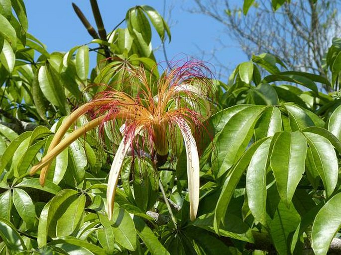 PACHIRA AQUATICA Aubl.