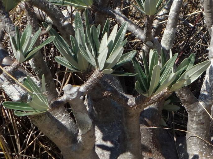 Pachypodium rosulatum