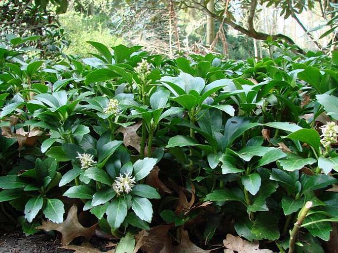 Pachysandra terminalis