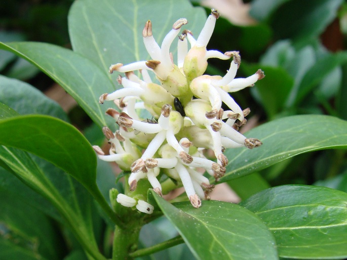 Pachysandra terminalis