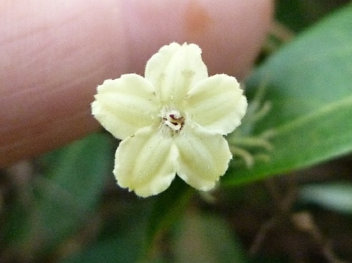 Paederia farinosa