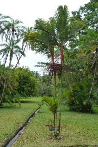 Sir Seewoosagur Ramgoolam Botanic Garden