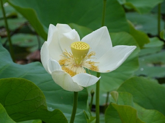 Sir Seewoosagur Ramgoolam Botanic Garden